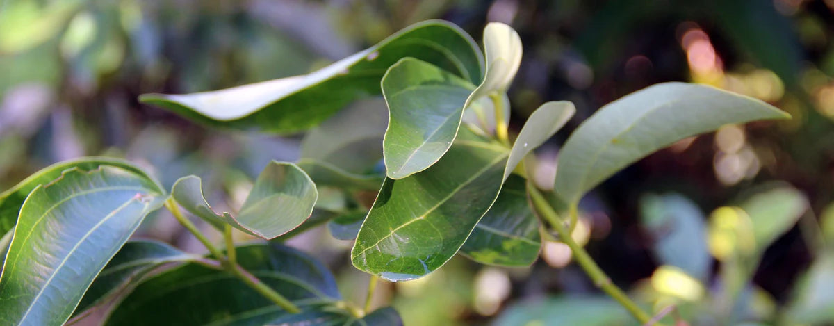 Aceite Esencial de Ravintsara