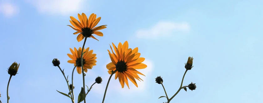 El árnica, una eficacia probada