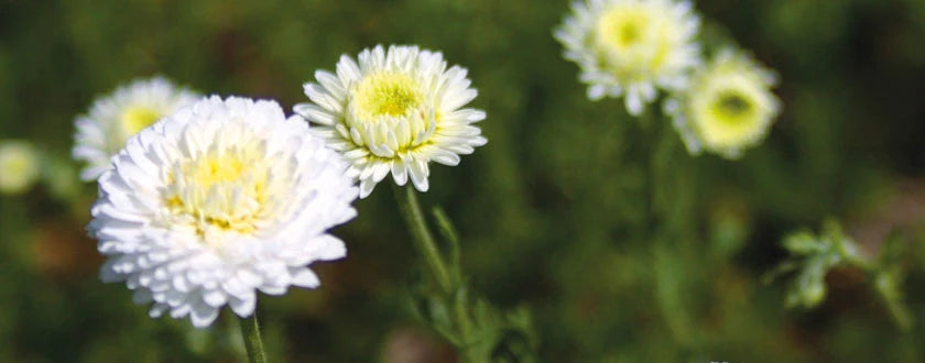 Todo sobre la Manzanilla Noble