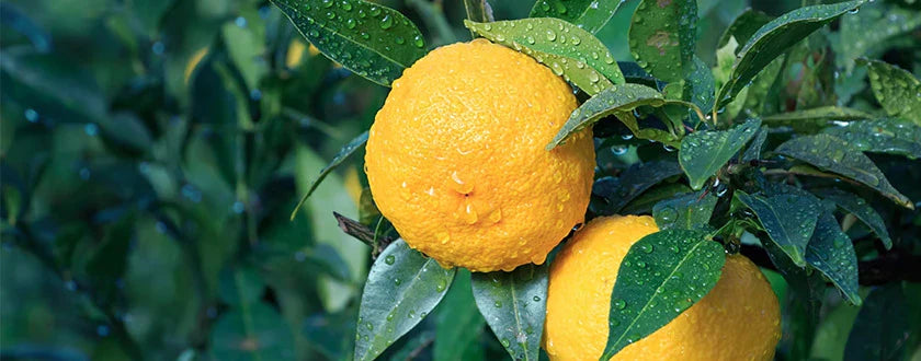 El aceite esencial de Yuzu – un tesoro apreciado por los japoneses