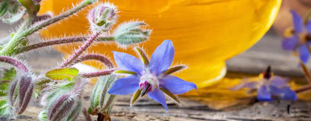 Tu guía práctica sobre los aceites vegetales