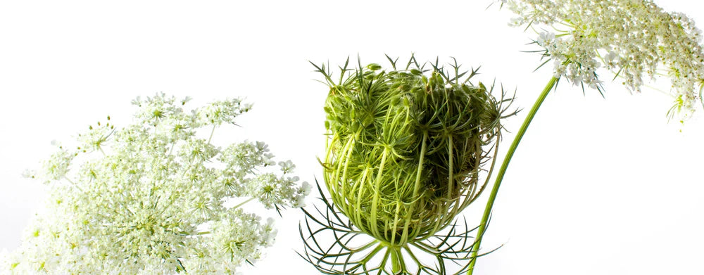 El aceite esencial de zanahoria: un aliado para tu piel y tu salud