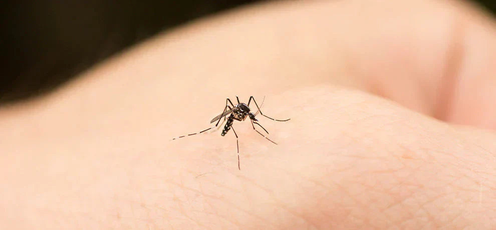 Aceite esencial antimosquitos: Soluciones naturales y eficaces