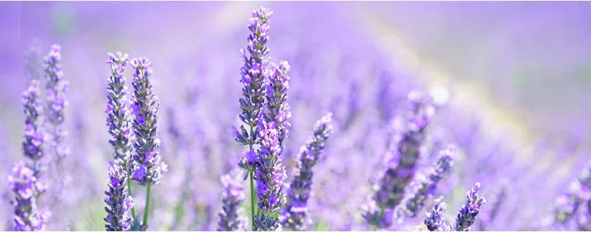 Todo sobre el Aceite Esencial de Lavanda Aspic