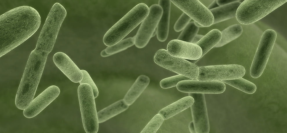 ¿Qué es el microbiota y su impacto en nuestra salud?