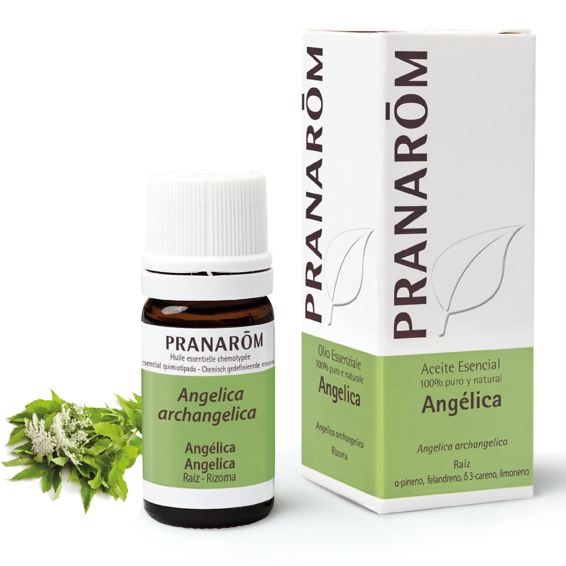 Aceite Esencial Angélica 5 ml