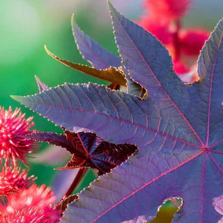 Los beneficios del aceite vegetal de ricino