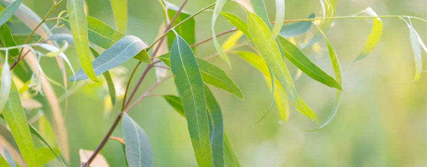 Todo sobre el Eucalyptus radiata