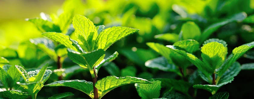 Todo sobre el Aceite Esencial de Menta Piperita