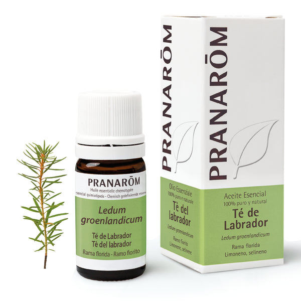 368-ae-esit20-te-de-labrador-te-del-labrador-5ml-pranarom-01.jpg