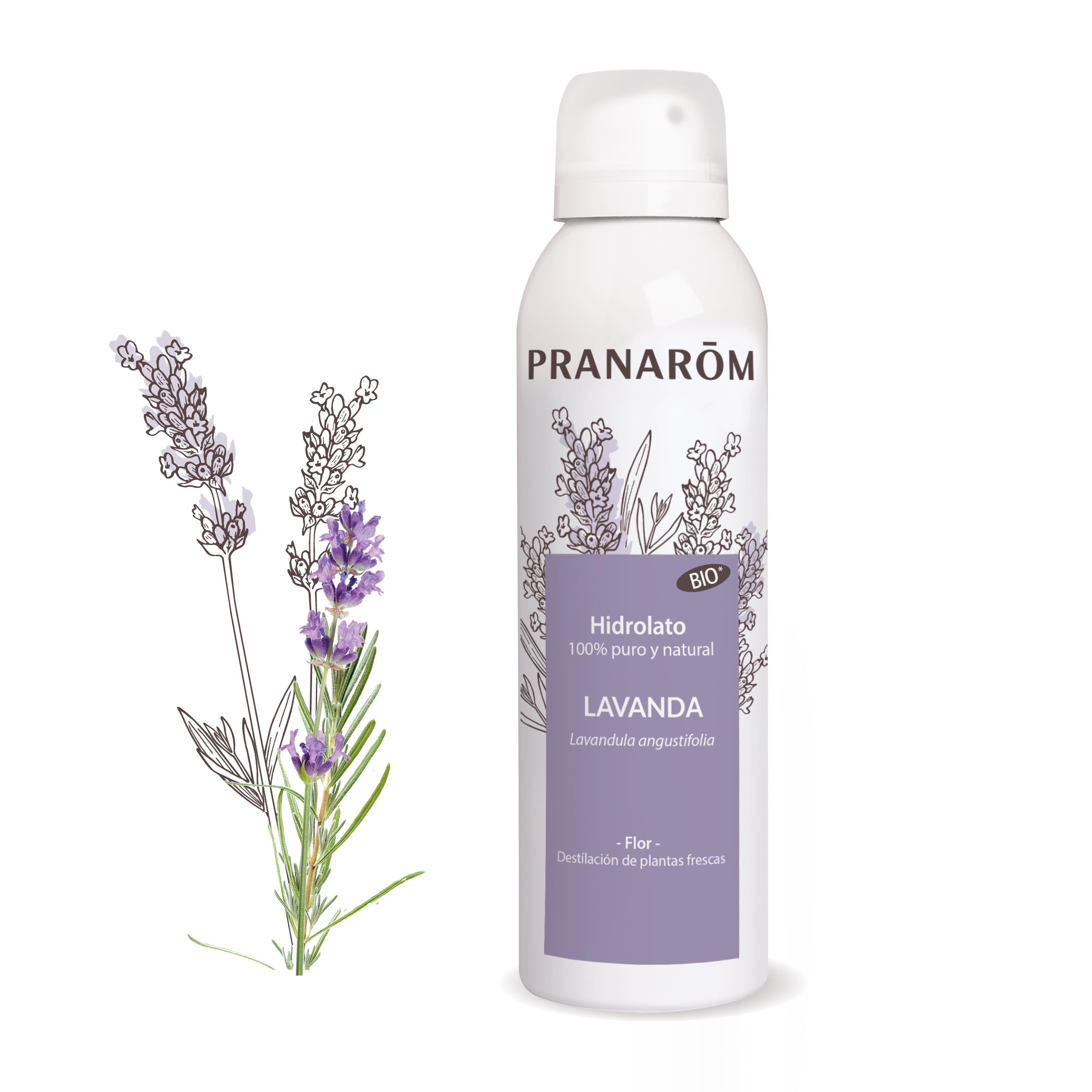 Lavanda - Bio